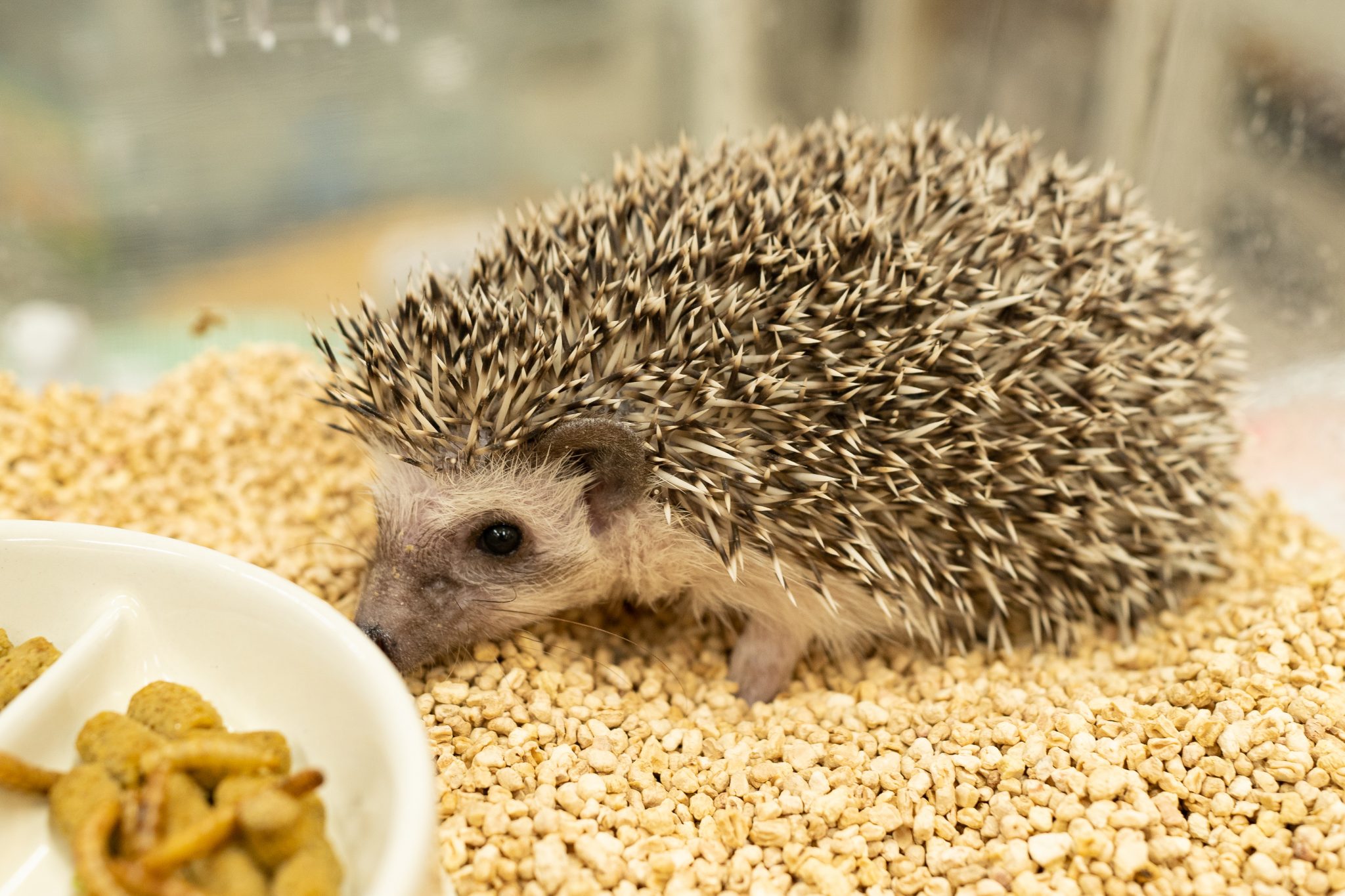 ハリネズミの飼育｜青森県八戸市やすだ動物病院